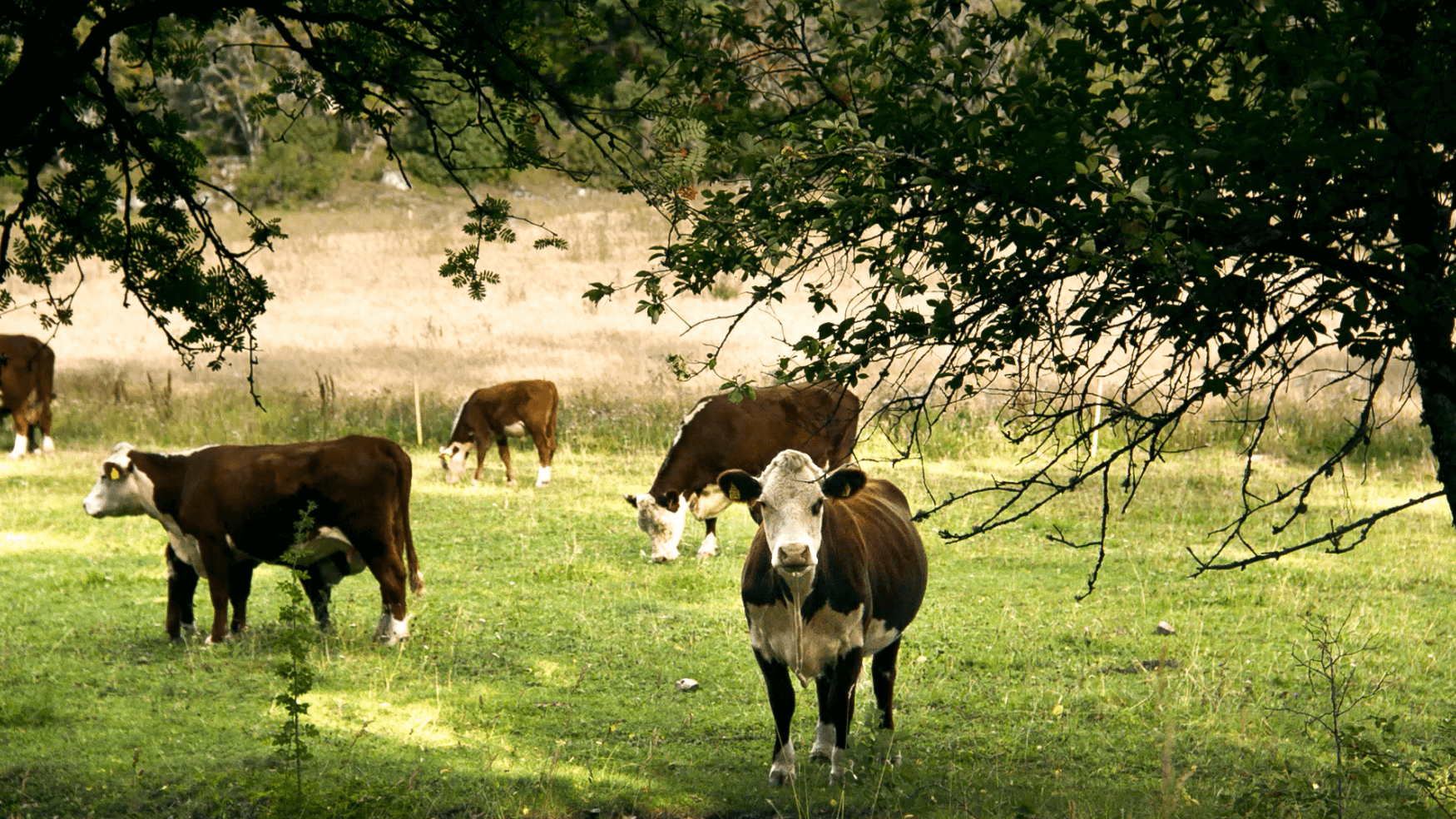 Kor betar i hage